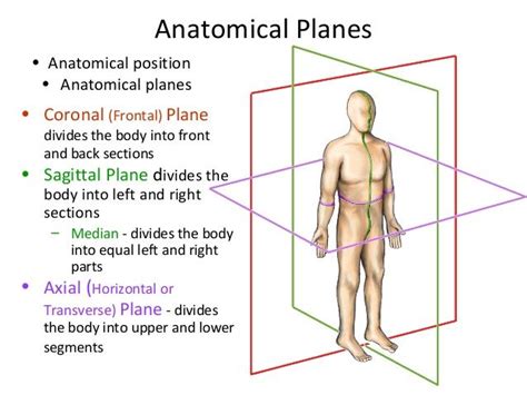 Anatomical Planes Coronal Sagittal Axial Spine Anatomy Basic