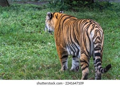 Bengal Tiger Zoo Stock Photo 2241647109 | Shutterstock