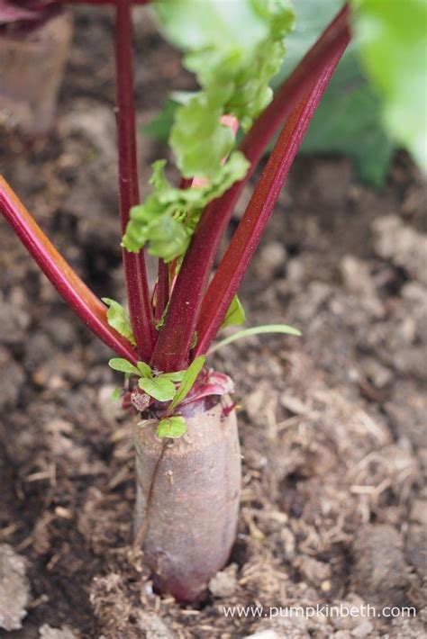 Beetroot Pumpkin Beth