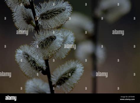 Beautiful Pussy Willow Flowers Branches On Blurred Background Stock Photo Alamy