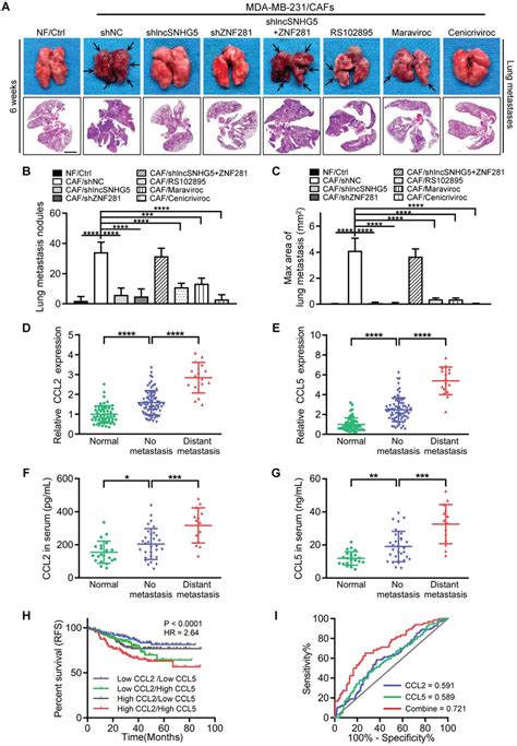 The Lncsnhg Znf Ccl Ccl Signaling Axis Facilitates Bc Metastasis