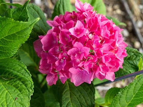 Hydrangea Macrophylla Lets Dance Rhythmic Blue 23W29 Bi Flickr