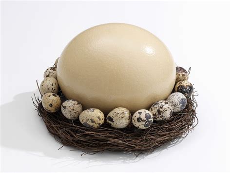 Ostrich Egg In Nest