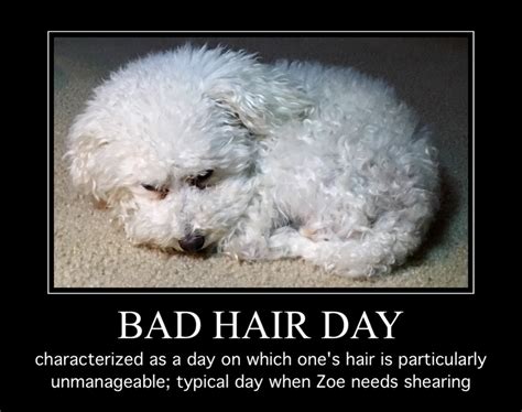 Zoe Meme 57 Bad Hair Day Walking Through This Together