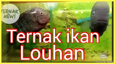 Cara Ternak Ikan Louhan Di Aquarium Youtube