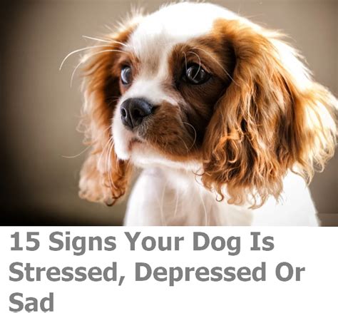 15 Signs Your Dog Is Stressed Depressed Or Sad — Pmediamusic