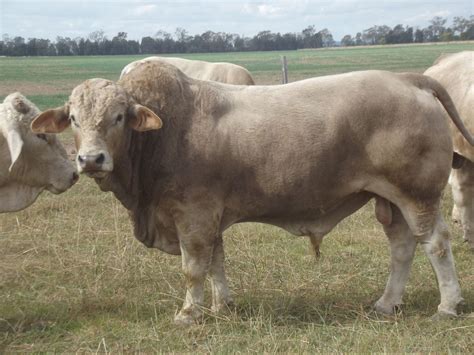 Commens Charbray Millmerran Qld Charbray Cattle Breeders