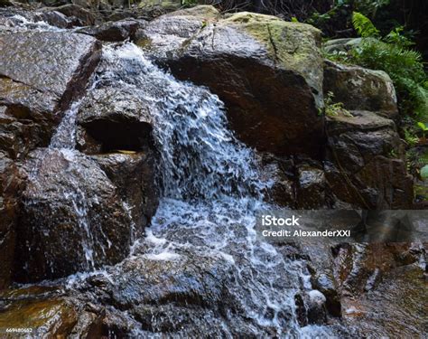 Tioman Island Jungle And Tropical Rainforest Near Waterfalls Flora And