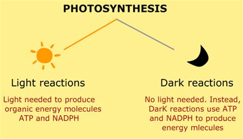 Light And Dark Reactions Light Reaction Photosynthesis