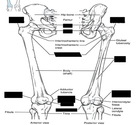 Anatomy Femur And Patella Diagram Diagram Quizlet