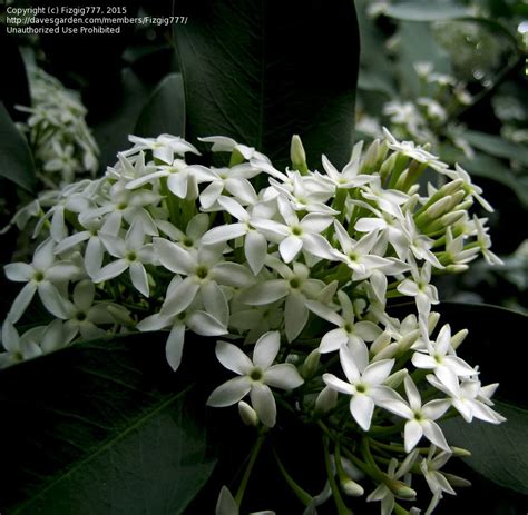 PlantFiles Pictures Bushman S Poison Acokanthera Oppositifolia By Growin