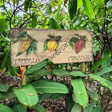 Fazenda de Cacau Rota do Chocolate saídas de Ilhéus e Olivença