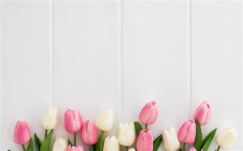 Tulips Flowers Background Hd Wallpaper | Best Flower Site