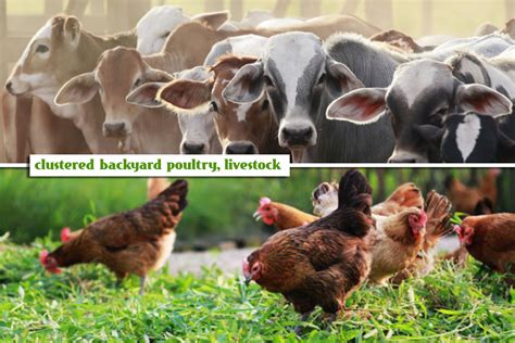 DA to support clustered backyard poultry, livestock farms | Official ...