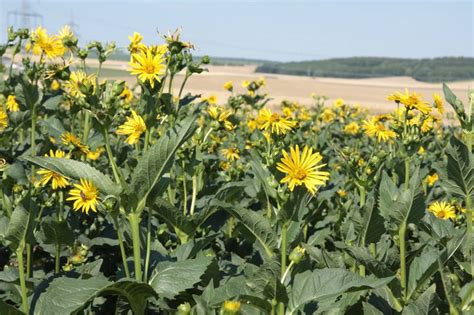 Neue Energiepflanzen für Biogas