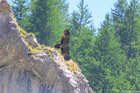 Why we need to protect vultures - Vulture Conservation Foundation