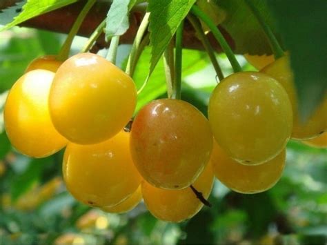 Graines De Cerisier Jaune D Nissens Gelbe Prunus Avium