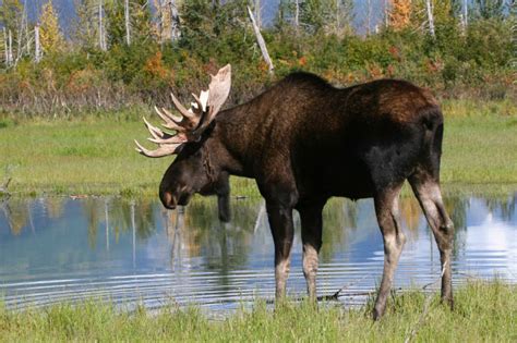 VIDEO: Moose Strolls Through Canadian Grocery Store