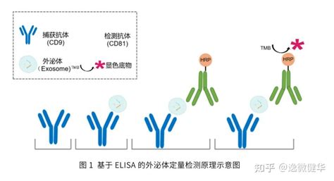 ELISA实验注意事项以及常见问题解答 知乎