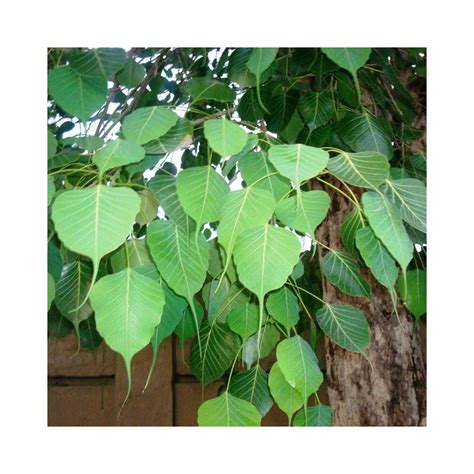 Buy Peepal Plant Online at lowest price