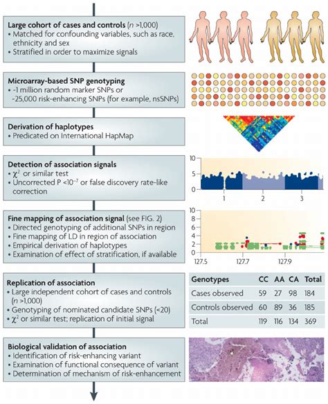 Github Smoijueh Gwas And Height Classification Genome Wide