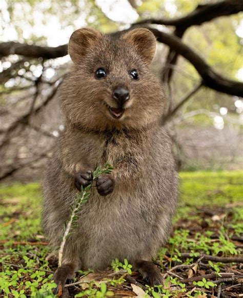 🍒The happiest creature in the world~Australian Quokka😊 The Animals ...