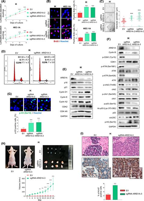 Loss Of Arid1a Expression In Endometrial Cancer Cell Lines Enhances