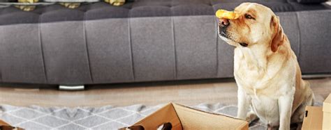 Paws At Peace: 6 Simple Steps To A Stress-Free Grooming Session