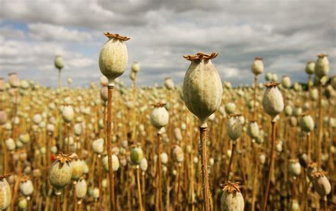 Wallabies eating opium: How the U.S. opiod crisis affects Australia