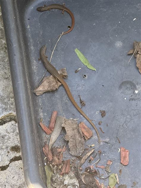 What are these? Baby blue tongue lizard? : r/gardening