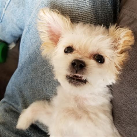 A fierce floof : r/Shihpoo