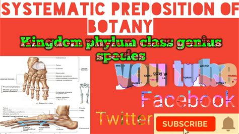 Systematic Position Botanykingdom Phyllum Class Scientific Name In