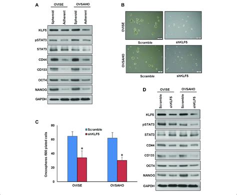 Inhibition Of Klf5 Decreases Spheroid Growth In Eoc Cells A B