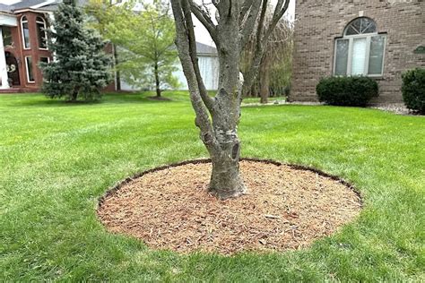 Tree Edging And Mulching Mastery Tips For A Perfect Mulch Ring