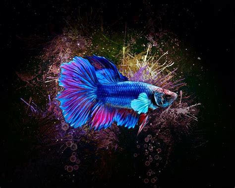 Delta Blue Betta Fish Aquatic Portrait Digital Art By Scott Wallace