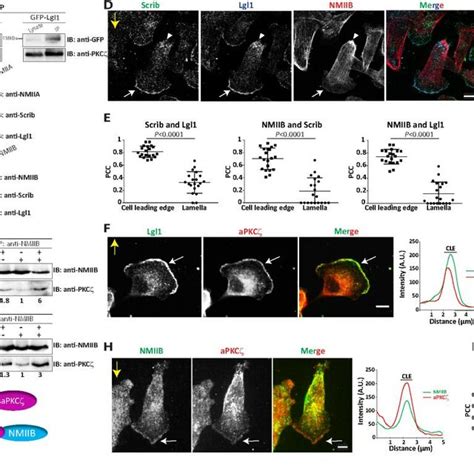 Scrib And Lgl Form Distinct Protein Complexes In Mammalian Cells A