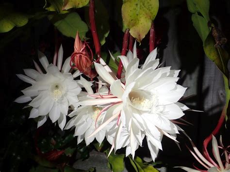 Flor De Cactus Conoce El Epiphyllum Oxypetalum Y Como Cuidarlo