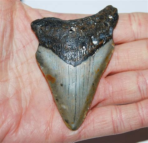 Buy Megalodon Tooth Fossil Shark 2901 Inches Up To 25 Million Years