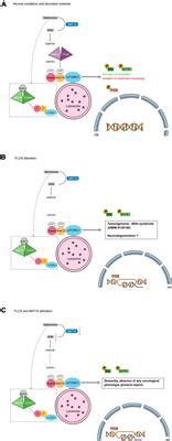 Frontiers A Pathogenic Variant In The Flcn Gene Presenting With Pure