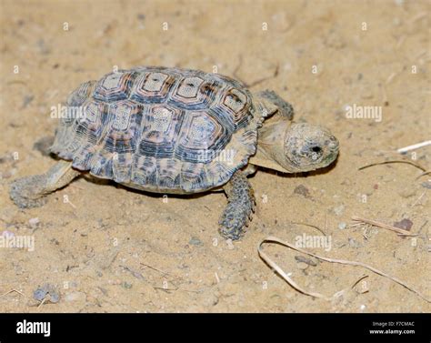 South African Speckled Cape Tortoise or Speckled Padloper (Homopus ...