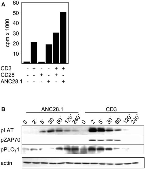 The Cd28 Superagonist Anc281 Induces Polyclonal T Cell Activation In