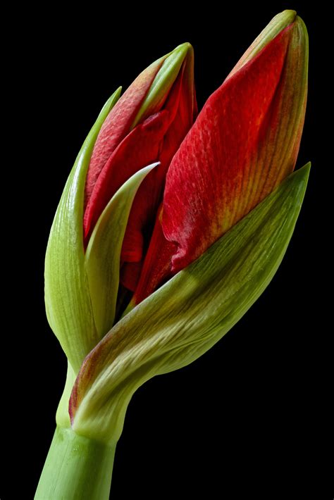 Amaryllis Flower Bud Hd Wallpaper Rare Gallery