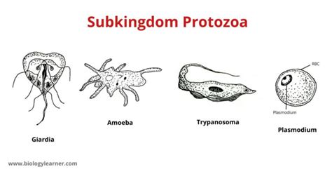 Classification Of Protozoa Biology Learner