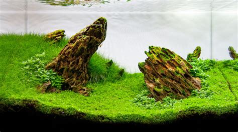 Green Dragon Rock Aquarium Aquascape Ideas