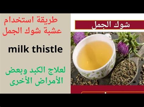 طريقة استخدام عشبة شوك الجمل milk thistle علاج أمراض الكبد فوائد مذهلة