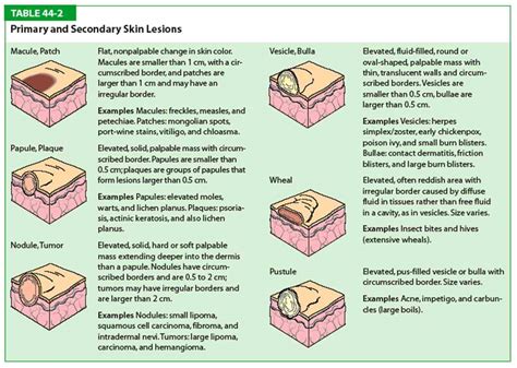 Integumentary System Organs And Functions