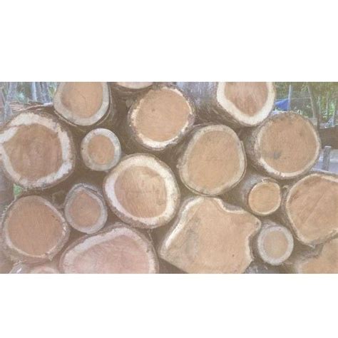 12 Feet Acacia Wood Log For Furniture Rs 1500 Cubic Feet Sri Vinayaga