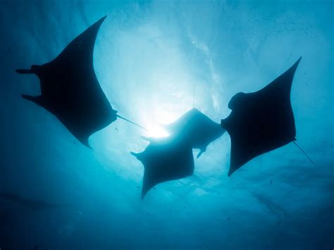 Manta Ray Diving - Indonesia's Underwater Ballet - diversparadisekomodojpn.com