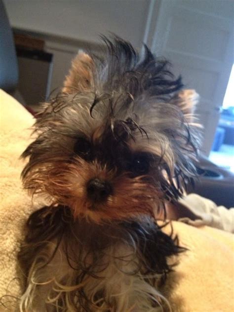 Rosie On Twitter Yorkie Dogs Cute Puppies Cute Animals