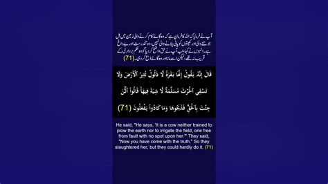 Surah Al Baqarah Ayahverseayat 71 Recitation Arabic With English And Urdu Translations